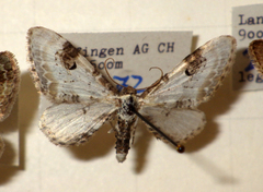 Eupithecia centaureata