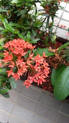 Ixora coccinea