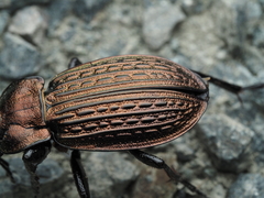 Carabus ulrichii