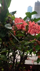 Ixora coccinea