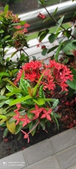 Ixora coccinea