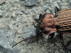 Carabus ulrichii