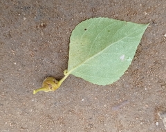 Pemphigus spyrothecae