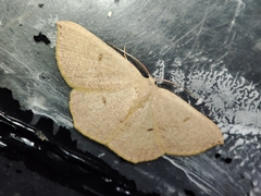 Cyclophora puppillaria
