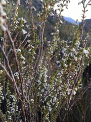 Erica imbricata