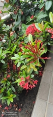 Ixora coccinea
