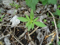 Cannabis sativa spontanea