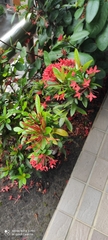 Ixora coccinea