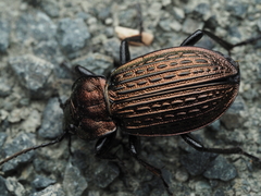 Carabus ulrichii
