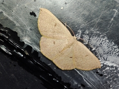 Cyclophora puppillaria