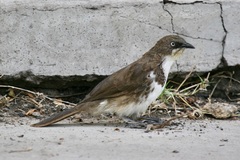 Turdoides hypoleuca