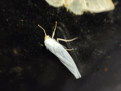 Coscinia chrysocephala