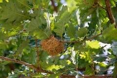 Andricus caputmedusae