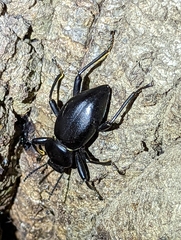 Eleodes acuticauda