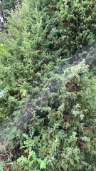 Juniperus communis