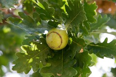 Andricus quercustozae