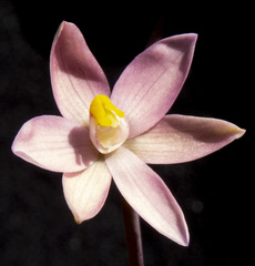 Thelymitra carnea