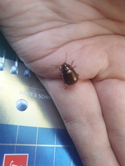 Chrysolina staphylaea