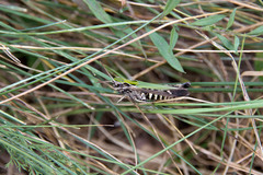 Omocestus rufipes