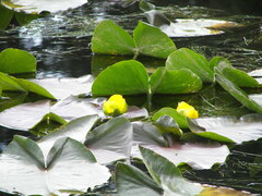 Nuphar polysepala