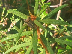 Carpocoris fuscispinus