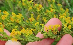 Manulea obovata