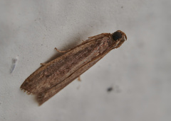 Phycitinae
