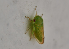 Iassinae