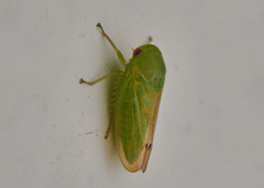 Iassinae