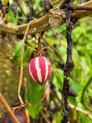 Diplocyclos palmatus
