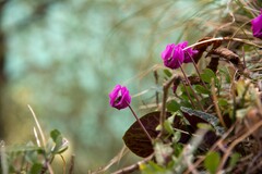 Cyclamen purpurascens