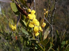 Acacia dorothea