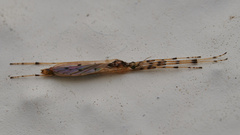 Styringomyia