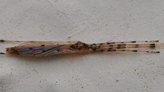 Styringomyia
