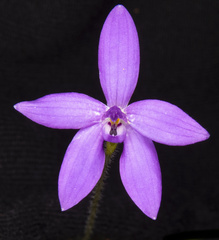 Glossodia minor
