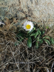 Bellis sylvestris