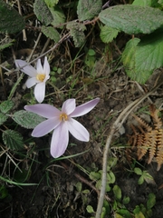Colchicum