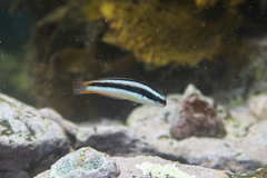 Thalassoma amblycephalus