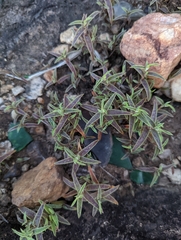 Cyanotis fasciculata