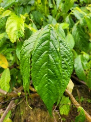 Diplocyclos palmatus