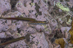 Thalassoma quinquevittatum