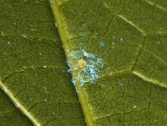 Dialeuropora decempuncta