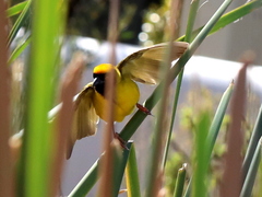 Ploceus velatus