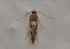 Cosmopterigidae