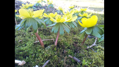Eranthis