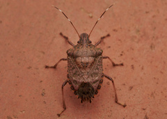 Halyomorpha