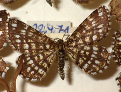 Chiasmia clathrata