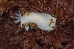 Cadlina flavomaculata