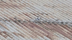 Motacilla alba yarrellii