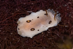 Diaulula sandiegensis
